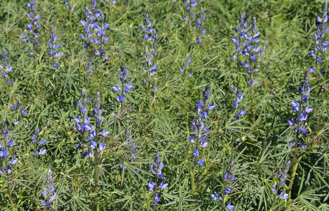 Lupine-Blau