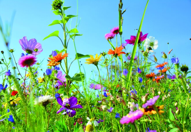 Schnittblumen